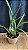 Encyclia Andrichii 5 - Imagem 1