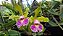 Cattleya Schilleriana Semi Alba 'Super Green' 5 - Vegetal - Imagem 1