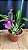 Miltonia Brasileira Hybrid 6 - Imagem 1
