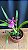 Miltonia Brasileira Hybrid 7 - Imagem 1