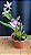 Miltonia Brasileira Hybrid 9 - Imagem 1