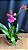 Miltonia Brasileira Hybrid 11 - Imagem 1