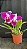 Lc. Aqui Finn 'Nature Best' - Espata Floral + Frente com Brotacao + Vaso Cheio - Imagem 1