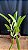 Lc. Aqui Finn 'Nature Best' - Espata Floral + Frente com Brotacao + Vaso Cheio - Imagem 2