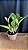 Pot. Queen of Carnival 1 - 2 Espatas (Botao) - Imagem 2