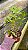 Dendrobium Amethystoglossum 12 - Vegetal - Imagem 2