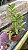 Dendrobium Amethystoglossum 13 - Vegetal - Imagem 2