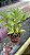 Dendrobium Amethystoglossum 14 - Vegetal - Imagem 2