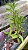 Dendrobium Amethystoglossum 15 - Vegetal - Imagem 2