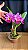 Blc. (Mini Song Petite x William Farrel) - Colorida - Imagem 1