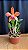 Cattleya (Royal Cognac x Rustic Spots) 2 - FLorida - Imagem 1