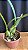 Encyclia (Atropurpurea x Adenocaula) 1 - Imagem 2