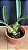 Encyclia (Atropurpurea x Adenocaula) 5 - Imagem 2