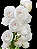 Peristeria Elata Pote 17 - 3 - Imagem 1