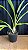 Peristeria Elata Pote 17 - 3 - Imagem 2
