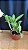 Cattleya (Loddigesii x Tropical Sunset) - 2 Flores - Imagem 2