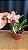 Cattleya (Loddigesii x Tropical Sunset) - 2 Flores - Imagem 1