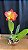 Blc. Exotic Dream 'Original' - Super Redonda - Imagem 1