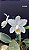 Cattleya Loddigesii Alba 5 - 3 Espatas Florais (Vegetal Grande) - Imagem 1