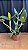 Cattleya Loddigesii Alba 5 - 3 Espatas Florais (Vegetal Grande) - Imagem 2