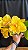Blc. Moon Star 10 - 3 Flores (Perfeitas) - Imagem 1