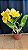 Blc. Moon Star 10 - 3 Flores (Perfeitas) - Imagem 2