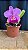 Lc. (Aloha Case 'Ching Hua' x Irene Finney) 2 - Florida - Imagem 1