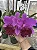 Blc. Amy Wakasugi 'Yamanashi' 2 - Botoes Subindo - Imagem 1