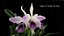 Cattleya C. G. Roebling Coerulea 1 - Espata Floral - Imagem 1