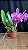 Cattleya Hawaiian Night Life - 2 Flores + Frente com botao - Imagem 1