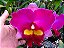 Blc. Elegance Dancer 'Rouge' - Vegetal (Flor Gigantesca) - Imagem 1