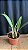 Laelia Hispidula 'Lucas de Assis' 1 - Haste Floral - Imagem 2