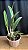Laelia Hispidula 'Lucas de Assis' 3 - Haste Floral - Imagem 2