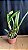 Laelia Purpurata Carnea 'Cereja' 1 - 2 Botoes - Imagem 2