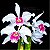 Laelia Purpurata Carnea 'Cereja' 1 - 2 Botoes - Imagem 1