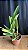 Laelia Purpurata Carnea 'Cereja' 3 - Espata Floral - Imagem 2