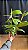 Epidendrum Tridens - Florido - Imagem 1