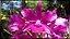 Cattleya Bactia 'Grape Wax' 1 - Vegetal - Imagem 1