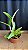 Cattleya Bactia 'Grape Wax' 1 - Vegetal - Imagem 2