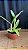 Cattleya Bactia 'Grape Wax' 2 - Vegetal - Imagem 2