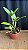 Cattleya Bactia 'Grape Wax' 3 - Vegetal - Imagem 2