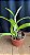 Cattleya Bactia 'Grape Wax' 6 - Vegetal - Imagem 2