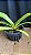 Rhynchostyllis Giganteum Misto 1 - Imagem 1