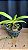 Rhynchostyllis Giganteum Misto 2 - Imagem 1