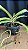 Rhynchostyllis Giganteum Misto 3 - Imagem 1