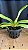Rhynchostyllis Giganteum Misto 5 - Imagem 1