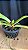 Rhynchostyllis Giganteum Misto 7 - Imagem 1