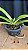 Rhynchostyllis Giganteum Misto 8 - Imagem 1