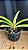 Rhynchostyllis Giganteum Misto 10 - Imagem 1