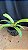 Rhynchostyllis Giganteum Misto Duplo 12 - Imagem 1